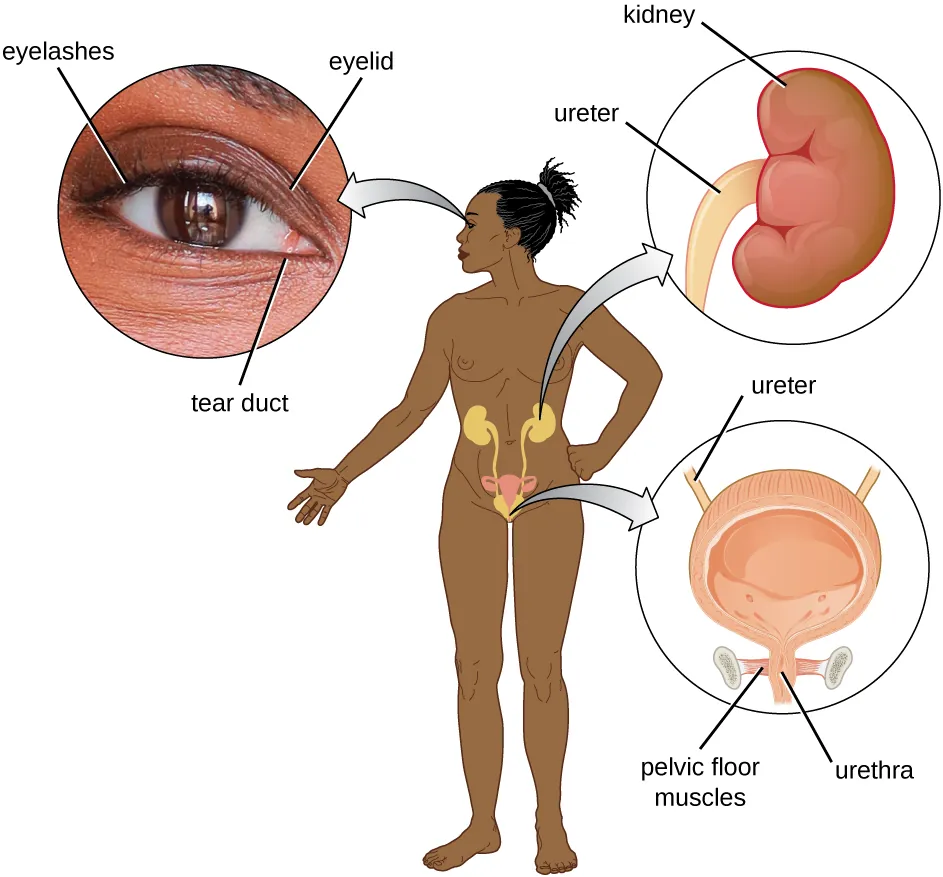 A diagram of a person. An arrow from the eye points to a larger image that shows eyelashes, the eyelid and tear ducts. An arrow from the abdominal region shows a larger kidney are ureter. An arrow from the groin region shows a larger bladder, including ureter pelvic floor muscles, and urethra.