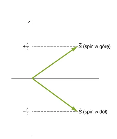 Dwa możliwe stany spinu elektronu przedstawiono jako wektory równej długości, jeden skierowany w górę i w prawo, reprezentujący wektor S spin w górę, a drugi skierowany w dół i w prawo, reprezentujący spin w dół. Oba wektory tworzą takie same kąty z poziomem. Spin w górę posiada składową z równą plus h kreślone przez dwa, a spin w dół ma składową z równą minus h kreślone przez 2.