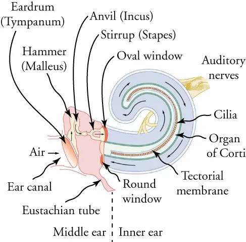 The cochlea is a coiled tube with cilia inside, located in the inner ear.