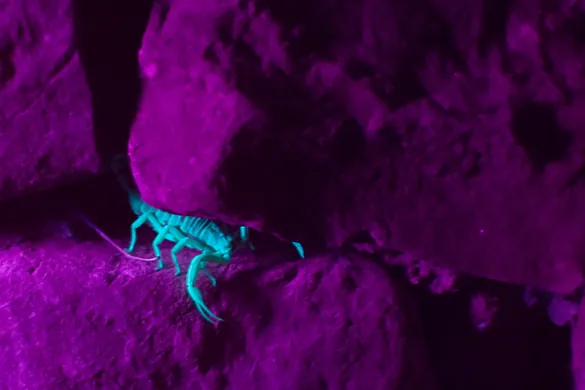 La imagen muestra un escorpión escondido en las grietas de las rocas, iluminado por una lámpara U V. La piel del escorpión brilla de color azul cuando es iluminada por una luz ultravioleta en contraste con las rocas, que brillan en color violeta.