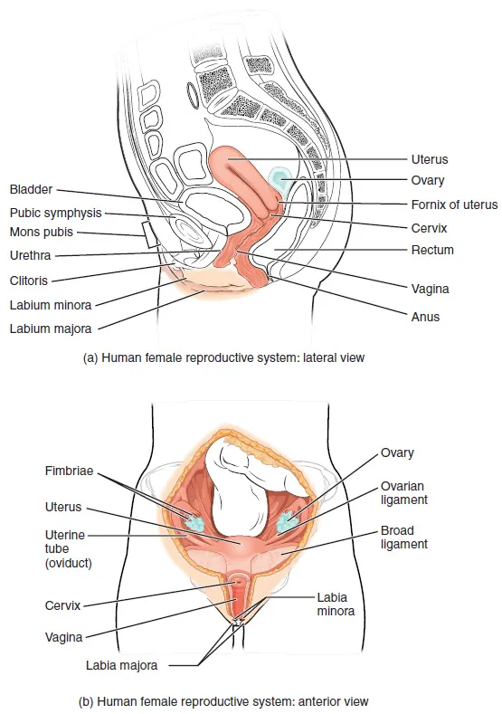 Side and front views of female reproductive organs are shown. The vagina is wide at the bottom, and narrows into the cervix. Above the cervix is the uterus, which is shaped like a triangle pointing down. Fallopian tubes extend from the top sides of the uterus. The Fallopian tubes curve back in toward the uterus, and end in fingerlike appendages called fimbriae. The ovaries are located between the fimbriae and the uterus. The urethra is located in front of the vagina, and the rectum is located behind. The clitoris is a structure located in front of the urethra. The labia minora and labia majora are folds of tissue on either side of the vagina.