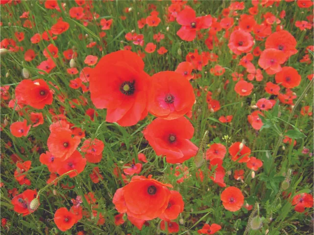 This is a photo of a field of red-orange poppies.