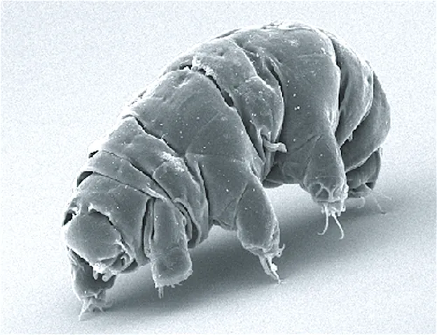 The image displays an electron micrgraph of a water bear, or tardigrade.