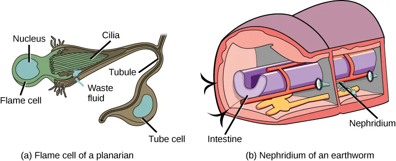 Illustration A shows a flame cell, which is bulb-shaped with cilia projecting from one end. The cilia form a point, like the tip of a paintbrush, inside as wide opening at the end of a tube cell. The tube cell narrows into a tubule, then widens into a body where the nucleus is located. The tubule continues past the cell body. Illustration B shows a cross section of an earthworm, which is segmented with walls separating each segment. The trumpet-like opening of a nephridium sticks out of the wall. Cilia surround the opening. Beyond the wall, the nephridium forms a tube that winds down to the ventral surface, where it connects with an opening to the exterior. Just above the opening the tube widens into a bladder.