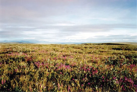  This photo shows a flat plain covered with shrub. Many of the shrubs are covered in pink flowers.