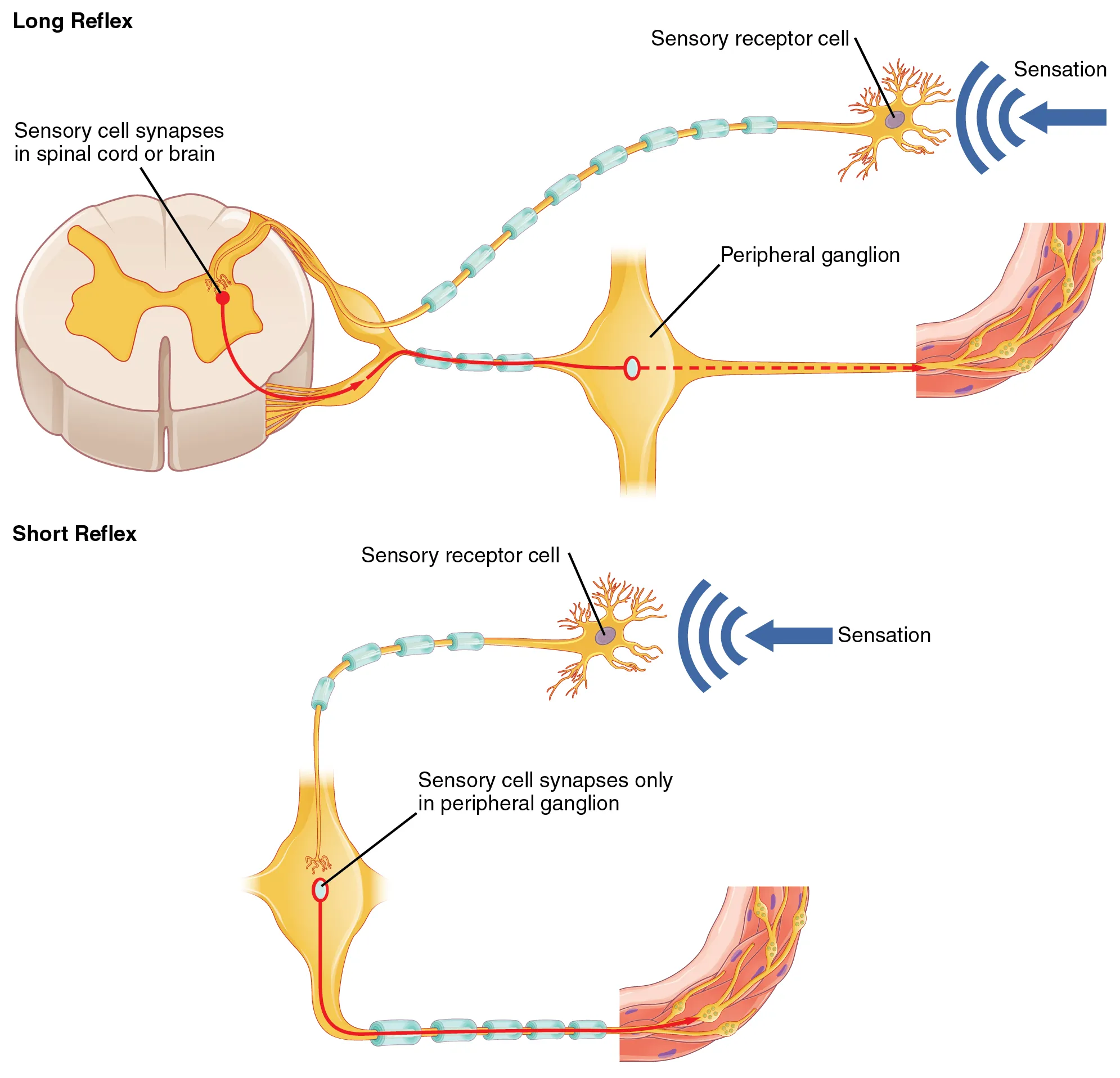 The top panel in this figure shows a long reflex, where the spinal cord is connected to the sensory receptor cell and the peripheral ganglion. The bottom panel shows a short reflex, where the sensory receptor cell is directly connected to the peripheral ganglion.