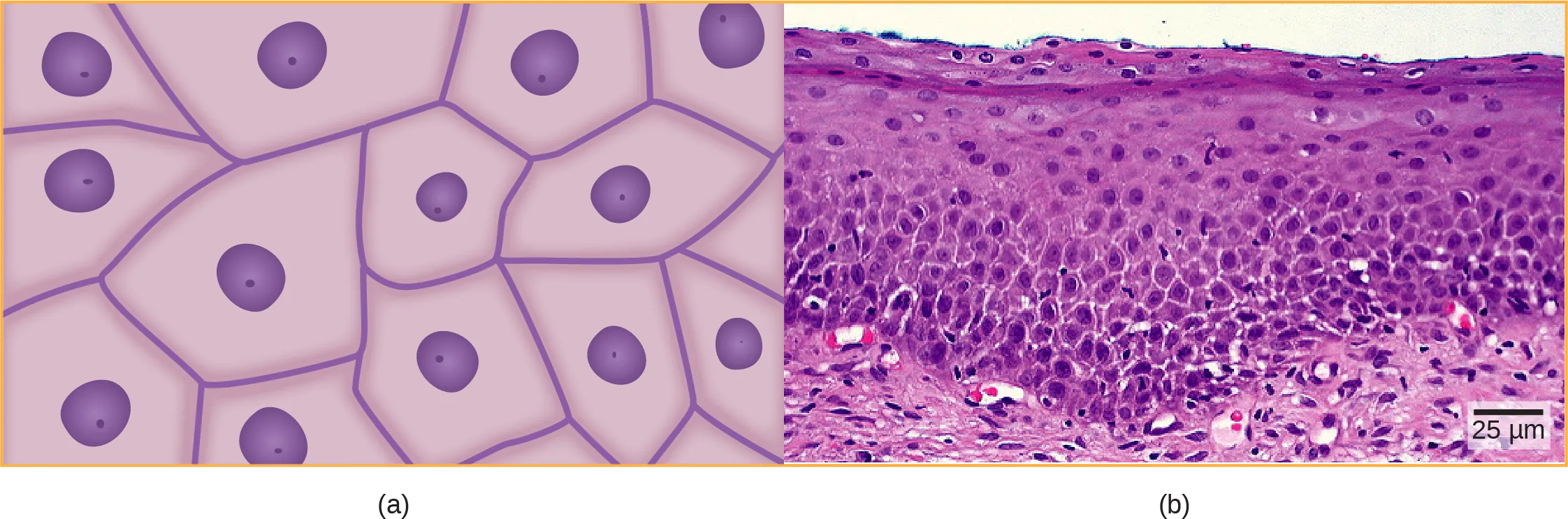 Illustration A shows irregularly shaped cells with a central nucleus. Micrograph B shows a cross section of squamous cells from the human cervix. In the upper layer the cells appear to be tightly packed. In they middle layer they appear to be more loosely packed, and in the lower layer they are flatter and elongated.