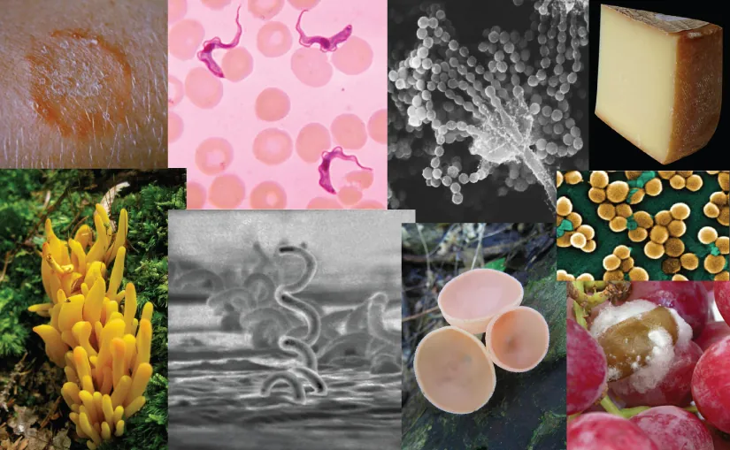 A photo collage of images from the chapter. Clockwise from top left are: ringworm in skin; trypanosomes (pink ribbon-like parasites) in a smear of blood viewed under a light microscope; an electron micrograph of tree mold, showing a long, slender stalk that branches into long chains of spores that look like a string of beads; a wedge of cheese; a scanning electron micrograph of MRSA bacteria, which looks like clusters of spheres clinging to a surface; grapes with white and brown fungus; pale pink, cup-shaped fungi growing on a log; a scanning electron micrograph of corkscrew-shaped bacterium; coral fungus, a yellowish-orange fungus that grows in a cluster and is lobe-shaped.