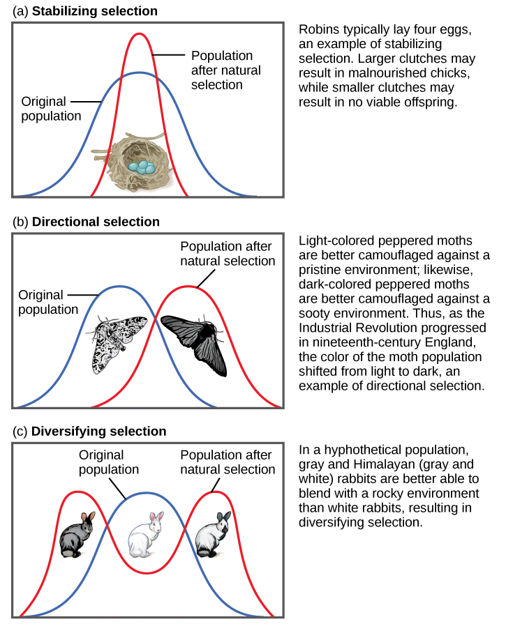  Part (a) shows a robin clutch size as an example of stabilizing selection. Robins typically lay four eggs. Larger clutches may result in malnourished chicks, while smaller clutches may result in no viable offspring. A wide bell curve indicates that, in the original population, there was a lot of variability in clutch size. Overlaying this wide bell curve is a narrow one that represents the clutch size after natural selection, which is much less variable. Part (b) shows moth color as an example of directional selection. Light-colored pepper moths are better camouflaged against a pristine environment, while dark-colored peppered moths are better camouflaged against a sooty environment. Thus, as the Industrial Revolution progressed in nineteenth-century England, the color of the moth population shifted from light to dark, an example of directional selection. A bell curve representing the original population and one representing the population after natural selection only slightly overlap. Part (c) shows rabbit coat color as an example of diversifying selection. In this hypothetical example, gray and Himalayan (gray and white) rabbits are better able to blend into their rocky environment than white ones. The original population is represented by a bell curve in which white is the most common coat color, while gray and Himalayan colors, on the right and left flank of the curve, are less common. After natural selection, the bell curve splits into two peaks, indicating gray and Himalayan coat color have become more common than the intermediate white coat color.