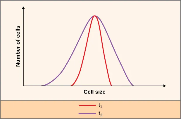 A graph showing the relationship between the number cells and cell size. The Y axis is labeled Number of cells. The X axis is labeled Cell size. The two bell shaped distribution curves are t 1 and t 2. T 1 is red and within T 2 which is purple.