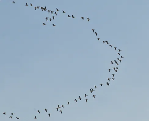 A photograph of geese flying in a V formation.