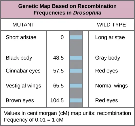 The illustration shows a Drosophila genetic map. The gene for aristae length occurs at 0 centimorgans, or cM. The gene for body color occurs at 48.5 cM. The gene for red versus cinnabar eye color occurs at 57.5 cM. The gene for wing length occurs at 65.5 cM, and the gene for red versus brown eye color occurs at 104.5 cM. One cM is equivalent to a recombination frequency of 0.01.