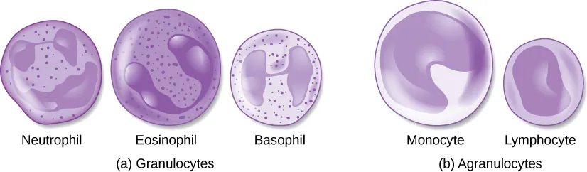 Two groups of blood cells are depicted: granulocytes and agranulocytes. The Granulocytes pictured are a neutrophil, eosinophil, and basophil. They all have a large dark blob inside as well as many small specks.  The agranulocytes depicted are a monocyte and lymphocyte. These cells lack specs and each have a smoother dark blob within them.