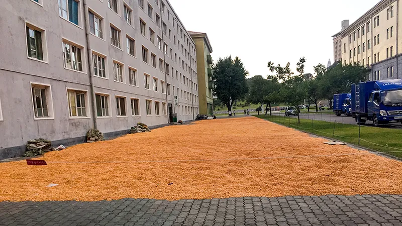 A wide swath of corn kernels dry on the ground along the length of a block-long building next to a brick sidewalk on the streets in Pyongyang.