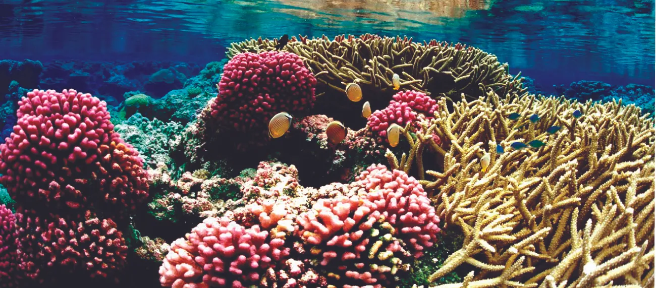 This figure shows an underwater photo of a colorful coral reef.