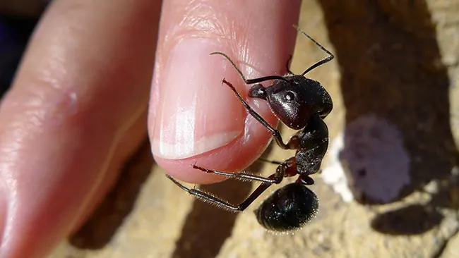 A photograph is shown of a large black ant on the end of a human finger.