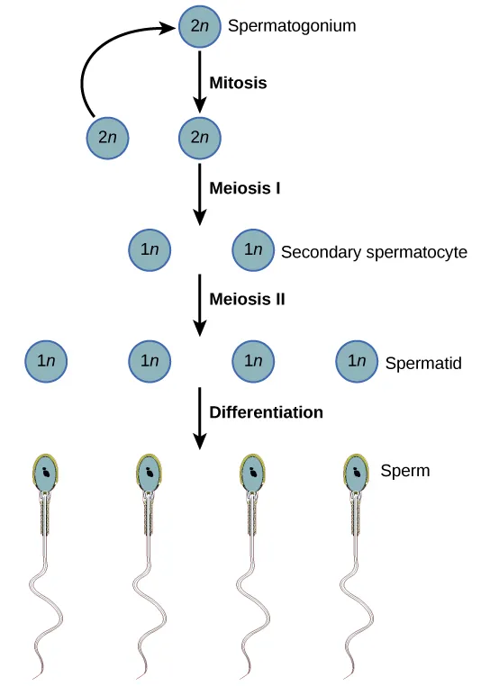  Spermatogenesis begins when the 2n spermatogonium undergoes mitosis, producing more spermatagonia. The spermatogonia undergo meiosis I, producing haploid (1n) secondary spermatocytes, and meiosis II, producing spermatids. Differentiation of the spermatids results in mature sperm.