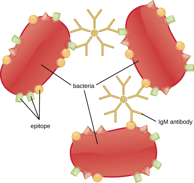 Agglutination. Image description available.