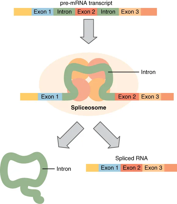 In this diagram, a pre-mRNA transcript is shown in the top of a flowchart. This pre-mRNA transcript contains introns and exons. In the next step, the intron is in a structure called the spliceosome. In the last step, the intron is shown separated from the spliced RNA.