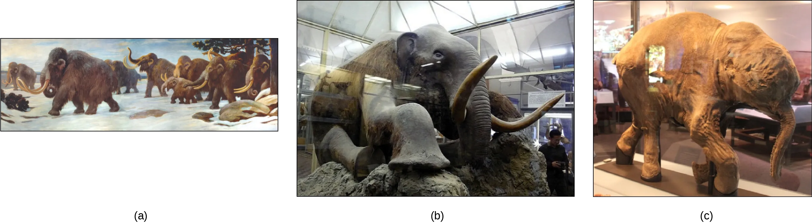 Three depictions of mammoths are shown.  They are large, elephant like creatures covered in fur and have long tusks. Photo a shows a painting of mammoths walking in the snow. Photo b shows a stuffed mammoth sitting in a museum display case. Photo c shows a mummified baby mammoth, also in a display case. Photo (b) shows a stuffed mammoth sitting in a museum display case. Photo (c) shows a mummified baby mammoth, also in a display case.