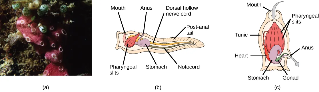 Photo a shows tunicates, which are sponge-like in appearance and have a few holes along the surface. Illustration b shows the tunicate larval stage, which resembles a tadpole, with a post-anal tail at the narrow end. A dorsal hollow nerve cord runs along the upper back, and a notochord runs beneath the nerve cord. The digestive tract starts with the mouth at the front of the animal connected to a stomach. Above the stomach is the anus. The pharyngeal slits, which are located between the stomach and mouth, are connected to an atrial opening at the top of the body. Illustration c shows an adult tunicate, which resembles a tree stump anchored to the bottom. Water enters through the mouth at the top of the body and passes through the pharyngeal slits, where it is filtered. Water then exits through another opening at the side of the body. The heart, stomach, and gonad are tucked beneath the pharyngeal slits.