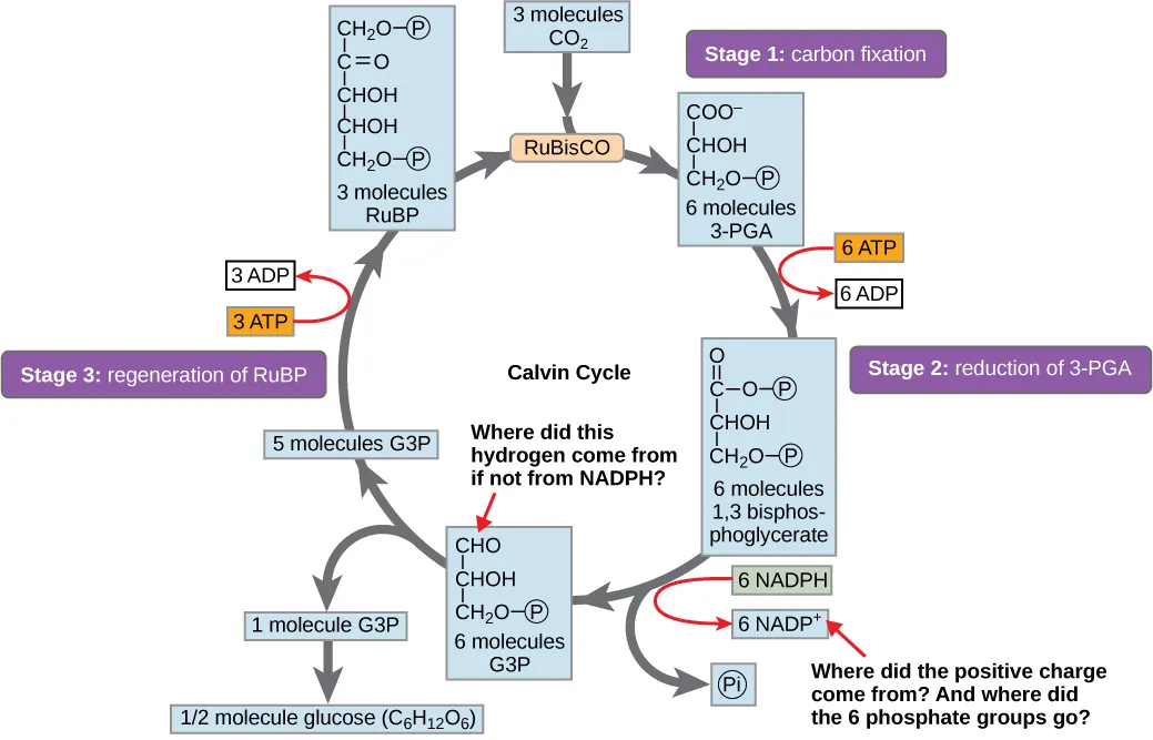A diagram of the Calvin cycle is shown with its three stages: carbon fixation, 3-PGA reduction, and regeneration of RuBP. In stage 1, the enzyme RuBisCO adds a carbon dioxide to the five-carbon molecule RuBP, producing two three-carbon 3-PGA molecules. In stage 2, two NADPH and two ATP are used to reduce 3-PGA to G3P. In stage 3 RuBP is regenerated from G3P. One ATP is used in the process. Three complete cycles produces one new G3P, which is shunted out of the cycle and made into glucose (C6H12O6).