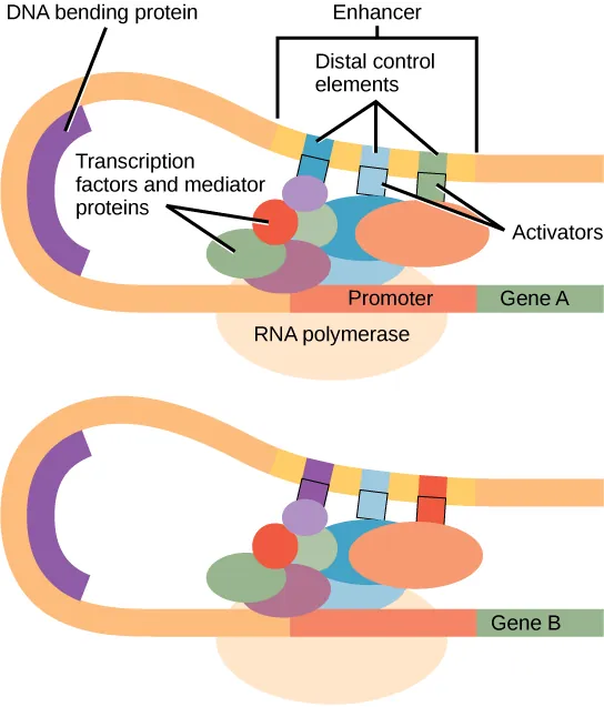 Eukaryotic gene expression is controlled by a promoter immediately adjacent to the gene, and an enhancer far upstream. The DNA folds over itself, bringing the enhancer next to the promoter. Transcription factors and mediator proteins are sandwiched between the promoter and the enhancer. Short DNA sequences within the enhancer called distal control elements bind activators, which in turn bind transcription factors and mediator proteins bound to the promoter. RNA polymerase binds the complex, allowing transcription to begin. Different genes have enhancers with different distal control elements, allowing differential regulation of transcription.