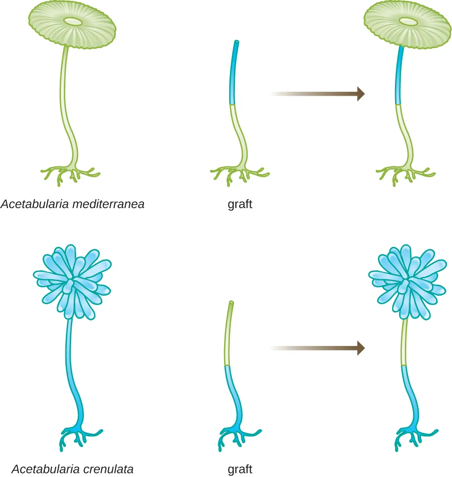 A diagram of 2 different Acetabularia; both have a foot and long stalk but A. mediterranea has a round top and A. crenulata has a pom-pom shaped top. If the foot of A. mediterranea is grafted on to the upper stalks of A. crenulata – the resulting cap looks like A. mediterranea (round). If the foot of A. crenulata is grafted on to the upper stalks of A. mediterranea – the resulting cap looks like A. crenulata (pom-pom shape).