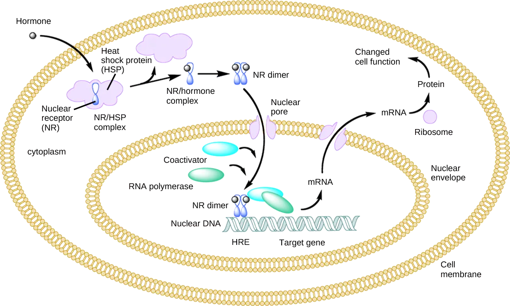 Illustration shows a hormone crossing the cellular membrane and attaching to the N R slash H S P complex. The complex dissociates, releasing the heat shock protein and a N R slash hormone complex. The complex dimerizes, enters the nucleus, and attaches to an H R E element on D N A, triggering transcription of certain genes.