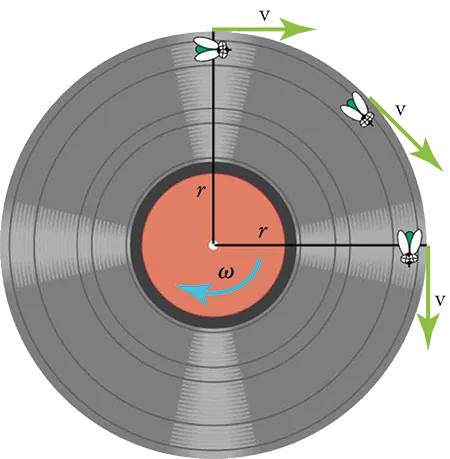 The figure shows an illustration of a vinyl record with an arrow omega (angular velocity) pointing in a clockwise direction. There are two lines for the radius, marked r, one going from the center up and the other going from the center to the right. There are three flies on the record. One is positioned at the top of the record on the vertical radius. A v (velocity) arrow points to the right. A second fly is half-way around the circumference toward the horizontal radius and an arrow v is pointing tangential to the fly. The third fly is on the circumference at the horizontal radius and an arrow v is pointing down.