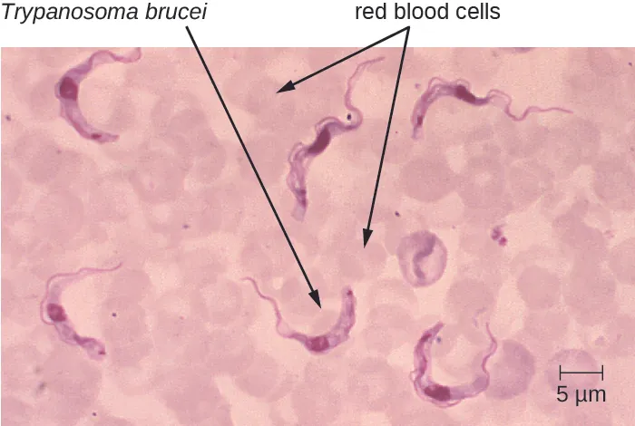 Micrograph of red circles labeled red blood cells and worm-shaped cells labeled Trypanosoma brucei.
