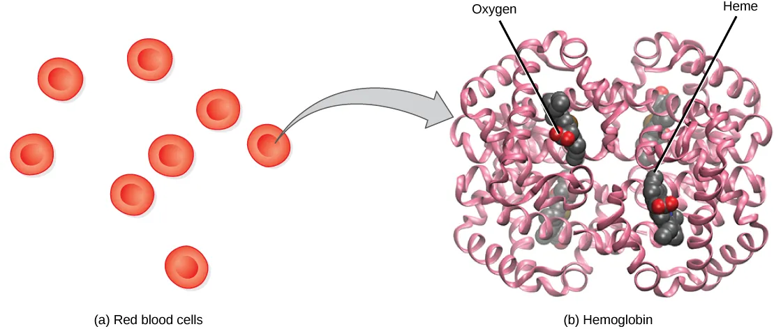 Part a shows disc-shaped red blood cells. An arrow points from a red blood cell to the hemoglobin in part b. Hemoglobin is made up of coiled helices. The left, right, bottom, and top parts of the molecule are symmetrical. Four small heme groups are associated with hemoglobin. Oxygen is bound to the heme.