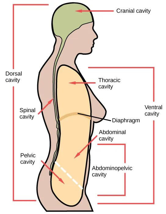Illustration shows a cross-sectional side view of the upper part of a human body. The entire head region above the eyes and to the back of the head and a long thin strip from this region down the back is shaded to indicate the dorsal cavity. The head is labeled cranial cavity and the long thin region down the back is the spinal cavity. A large oblong area shaded at the front of the body indicates the ventral cavity. It is labeled from top to bottom as thoracic cavity, diaphragm (thin line separating regions), abdominal cavity, and pelvic cavity. The abdominal and pelvic cavities are separated by a thin dashed line and together they are labeled the abdominopelvic cavity.