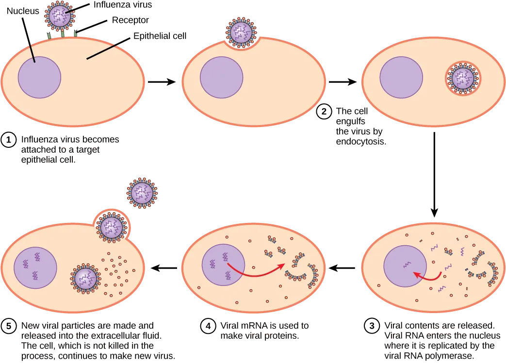 The illustration shows the steps of an influenza virus infection. In step 1, influenza virus becomes attached to a receptor on a target epithelial cell. In step 2, the cell engulfs the virus by endocytosis, and the virus becomes encased in the cell’s plasma membrane. In step 3, the membrane dissolves, and the viral contents are released into the cytoplasm. Viral mRNA enters the nucleus, where it is replicated by viral RNA polymerase. In step 4, viral mRNA exits to the cytoplasm, where it is used to make viral proteins. In step 5, new viral particles are released into the extracellular fluid. The cell, which is not killed in the process, continues to make new virus.