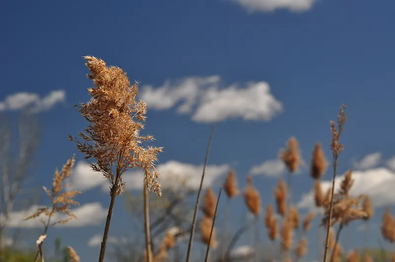 Photograph of a cluster of grass seed heads against a blue sky.