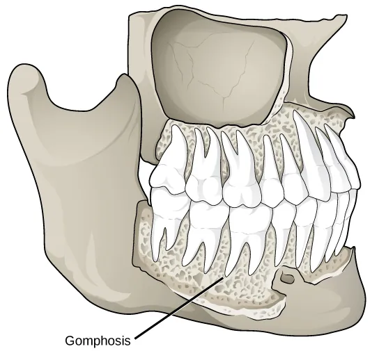 Illustration shows a gomphosis connecting a tooth to the jaw. The gomphoses have a porous appearance.