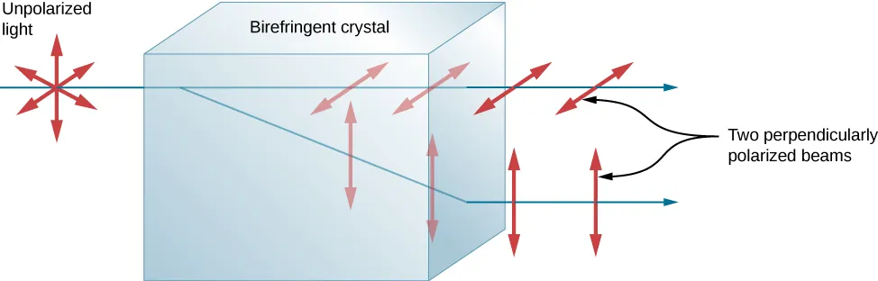 The figure shows a horizontal, unpolarized ray of light incident on a block labeled birefringent crystal. The ray is perpendicular to the face of the crystal where it enters it. The incident ray splits into two rays when it enters the crystal. One part of the ray continues straight on. This ray is horizontally polarized. The other part of the ray propagates at an. This ray is vertically polarized. The second ray refracts upon leaving the crystal such that the two rays are parallel outside the crystal. The rays are labeled as two perpendicularly polarized beams.