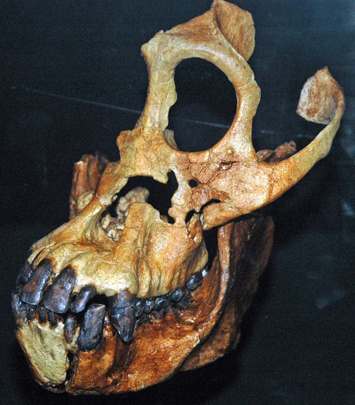 Partial skull with large eye sockets and protruding jaw. The teeth are intact.