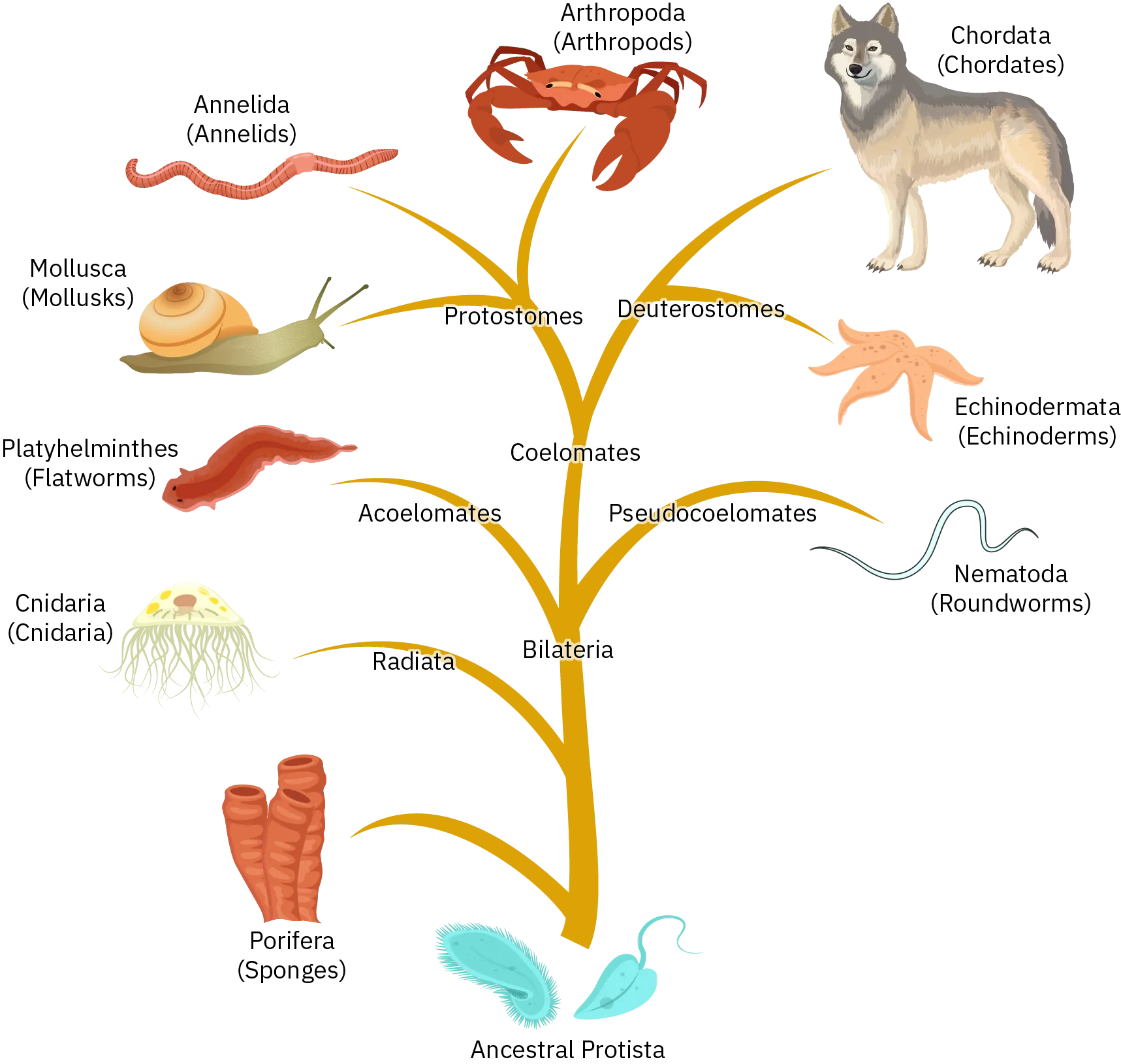 A diagram uses a branch to show the classification system for animals. In this diagram, animals are divided into different classifications.