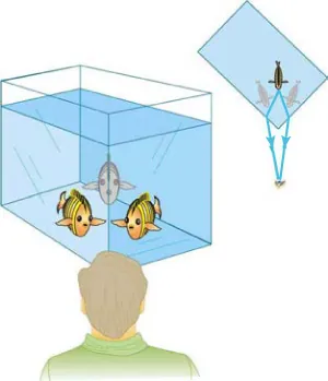 A man is looking at the corner of a fish tank. Although the fish is directly in his line of sight, he sees the fish to the right and left of the corner of the fish tank.