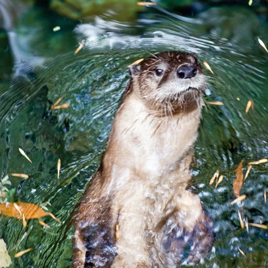 Photo shows a river otter swimming.  The river otter has thick fur that is smooth and wet.