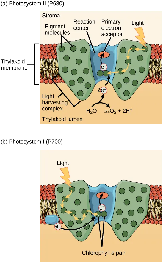  Illustration a shows the structure of PSII, which is embedded in the thylakoid membrane. At the core of PSII is the reaction center. The reaction center is surrounded by the light-harvesting complex, which contains antenna pigment molecules that shunt light energy toward a pair of chlorophyll a molecules in the reaction center. As a result, an electron is excited and transferred to the primary electron acceptor. A water molecule is split, releasing two electrons which are used to replace excited electrons. Illustration b shows the structure of PSI, which is similar in structure to PSII. However, PSII uses an electron from the chloroplast electron transport chain also embedded in the thylakoid membrane to replace the excited electron.