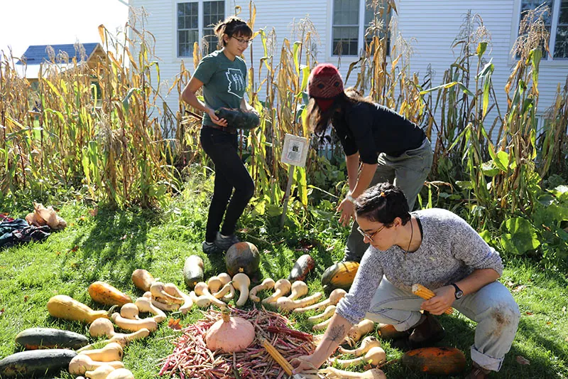 Three young adults working in a patch of garden plants. One kneels on the ground, arranging squash, corn, and beans in a circular pattern in the grass.