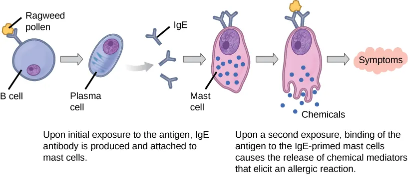 Illustration shows ragweed pollen attached to the surface of a B cell. The B cell is activated, producing plasma cells that release IgE. The IgE is presented on the surface of a mast cell. Upon a second exposure, binding of the antigen to the IgE-primed mast cells causes the release of chemical mediators that elicit an allergic reaction.