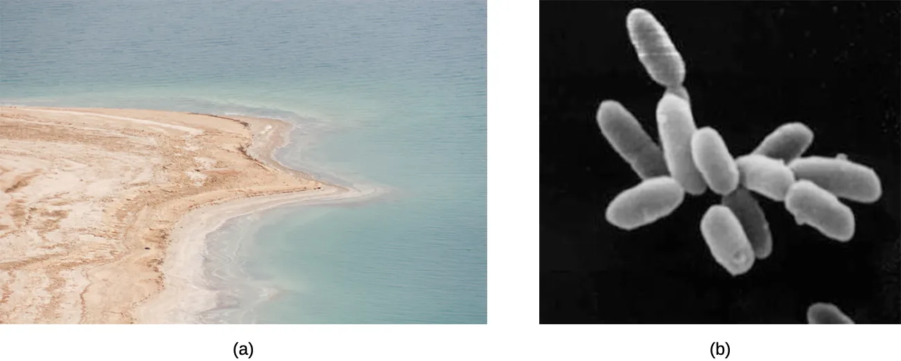 a) A photo of blue water and red sand. B) A micrograph of a cluster of rod shaped cells.