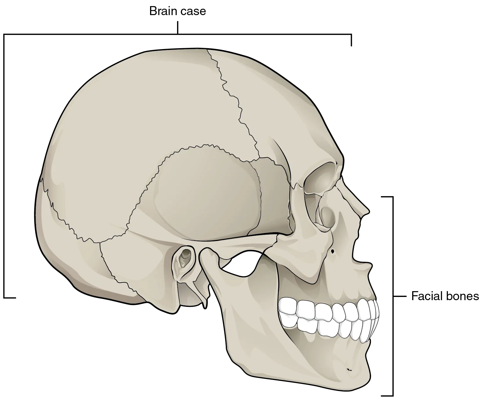 In this image, the lateral view of the human skull is shown and the brain case and facial bones are labeled.