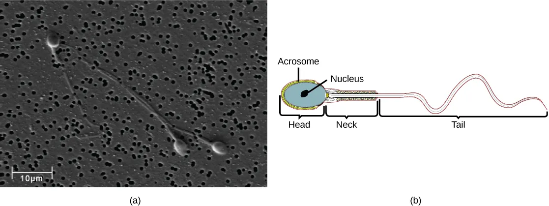 Micrograph shows human sperm, which have an oval head about 3 microns across and a very long flagellum. Illustration shows that the head is surrounded by the acrosome. The part of the tail closest to the head, called the neck, is thicker than the rest.