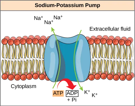 This illustration shows the sodium-potassium pump embedded in the cell membrane. ATP hydrolysis catalyzes a conformational change in the pump that allows sodium ions to move from the cytoplasmic side to the extracellular side of the membrane, and potassium ions to move from the extracellular side to the cytoplasmic side of the membrane as well.