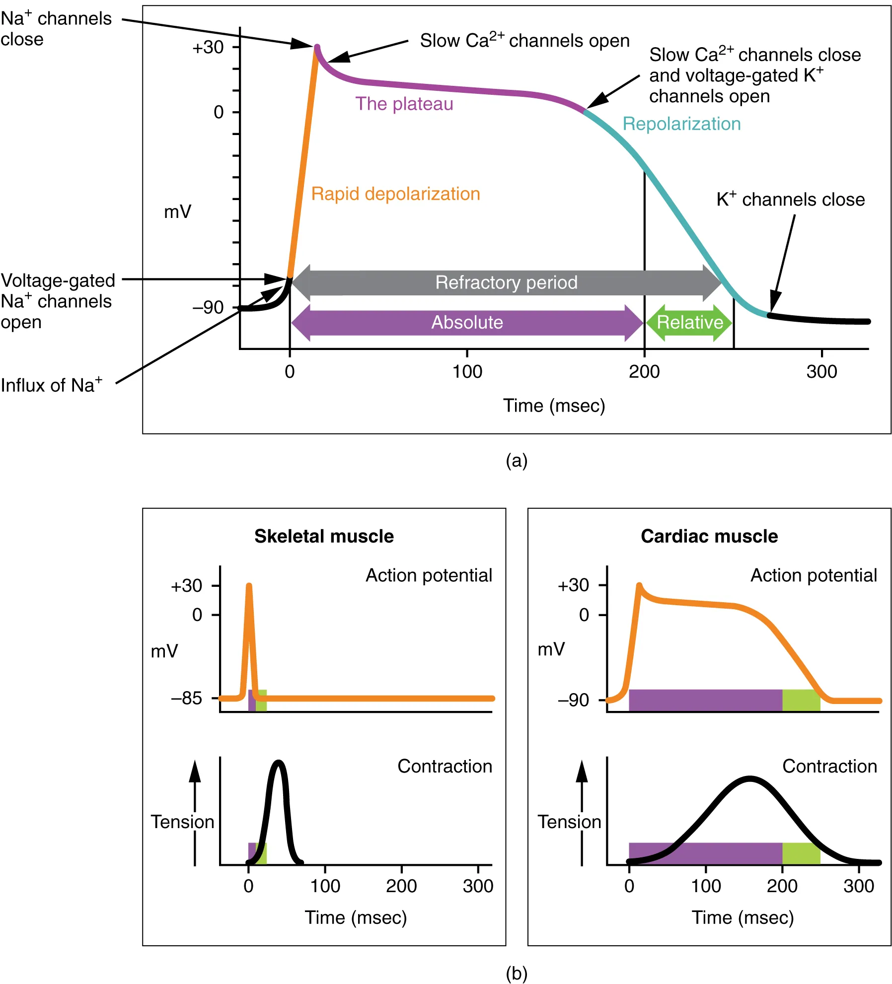 The top panel of this figure shows millivolts as a function of time with the various stages labeled. The bottom left panel shows action potential and tension as a function of time for skeletal muscle, and the bottom right panel shows the action potential and tension as a function of time for cardiac muscle.