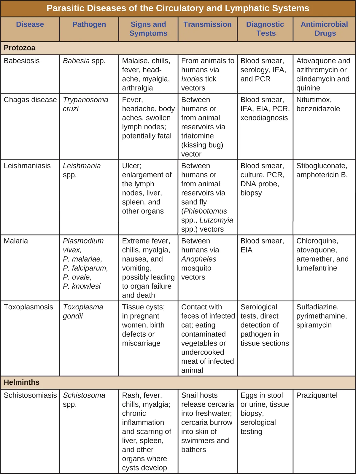 Table titled: Parasitic Diseases of the Circulatory and Lymphatic Systems. Columns: Disease, Pathogen, Signs and Symptoms, Transmission, Diagnostic Tests, Antimicrobial Drugs, Protozoa. Babesiosis; Babesia spp.; Malaise, chills, fever, headache, myalgia, arthralgia; From animals to humans via Ixodes tick vectors; Blood smear, serology, IFA, and PCR; Atovaquone and azithromycin or clindamycin and quinine. Chagas disease ; Trypanosoma cruzi; Fever, headache, body aches, swollen lymph nodes; potentially fatal; Between humans or from animal reservoirs via triatomine (kissing bug) vector; Blood smear, IFA, EIA, PCR, xenodiagnoses; Nifurtimox, benznidazole. Leishmaniasis Leishmania spp.; Ulcer; enlargement of the lymph nodes, liver, spleen, and other organs; Between humans or from animal reservoirs via sand fly (Phlebotomus spp., Lutzomyia spp.) vectors; Blood smear, culture, PCR, DNA probe, biopsy; Stibogluconate, amphotericin B, miltefosine. Malaria; Plasmodium vivax, P. malariae, P. falciparum, P. ovale, P. knowlesi; Extreme fever, chills, myalgia, nausea, and vomiting, possibly leading to organ failure and death; Between humans via Anopheles mosquito vectors; Blood smear, EIA; Chloroquine, atovaquone, artemether, and lumefantrine. Toxoplasmosis Toxoplasma gondii; Tissue cysts; in pregnant women, birth defects or miscarriage; Contact with feces of infected cat; eating contaminated vegetables or undercooked meat of infected animal; Serological tests, direct detection of pathogen in tissue sections; Sulfadiazine, pyrimethamine, spiramycin; Helminths. Schistosomiasis; Schistosoma spp.; Rash, fever, chills, myalgia; chronic inflammation and scarring of liver, spleen, and other organs where cysts develop; Snail hosts release cercaria into freshwater; cercaria burrow into skin of swimmers and bathers; Eggs in stool or urine, tissue biopsy, serological testing; Praziquantel..